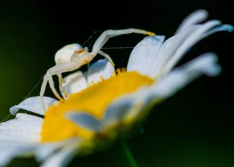 Crab spider Stock Photos