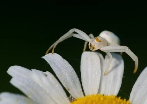 Crab spider Stock Photos