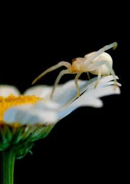 Crab spider Stock Photos
