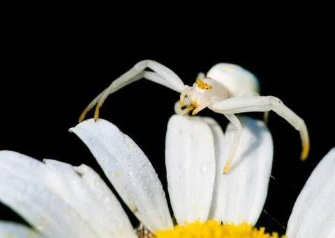 Crab spider Stock Photos