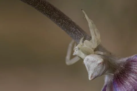 A crab spider 写真素材