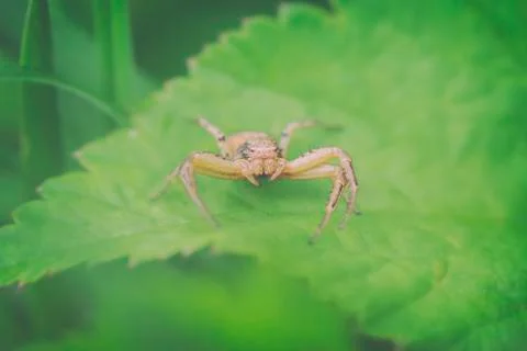 Crab spider 스톡 사진