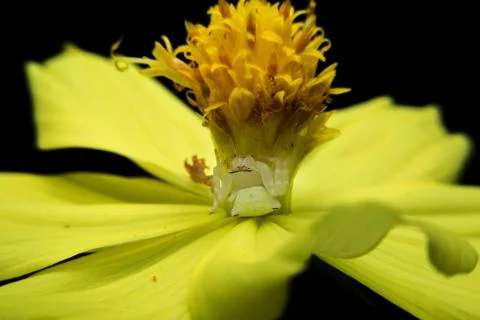 Crab spider Stock Photos