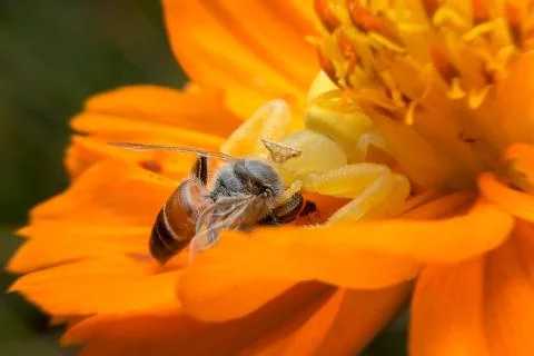Crab spider Stock Photos