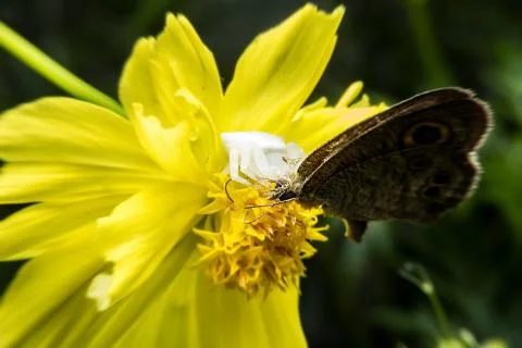 Crab spider Stock Photos