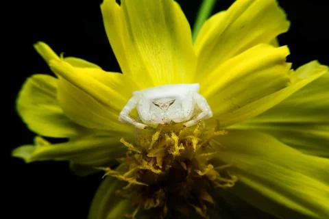 Crab spider Stock Photos