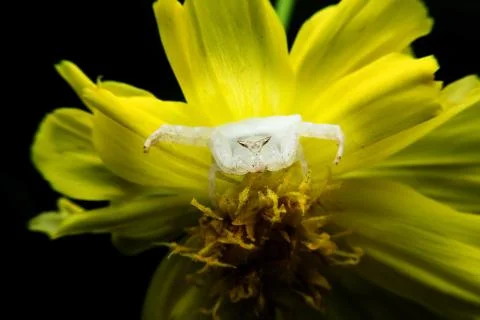 Crab spider Stock Photos
