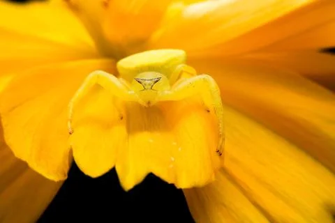 Crab spider Stock Photos