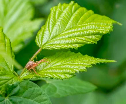 Crab spider Stock Photos