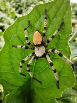 Crab spider Foto stock