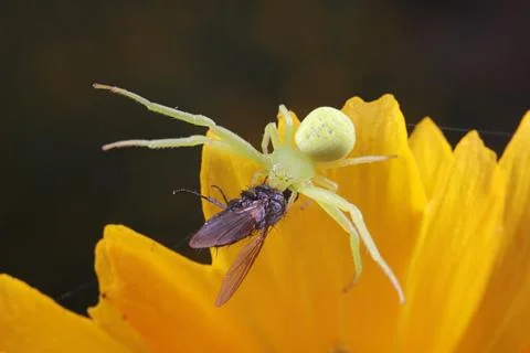 Crab spider predation Stock Photos