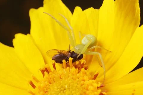 Crab spider predation Stock Photos