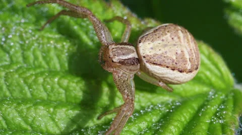Crab Spider - Thomisidae Stock-Footage 24375875