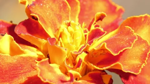 Crab spider Thomisidae hiding under marigold petal, extreme close-up Vídeos de archivo 342404417