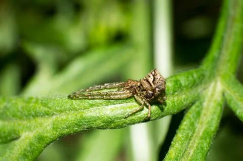 Crab spiders Stock Photos