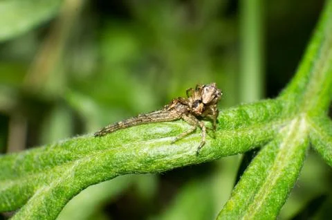Crab spiders Stock Photos