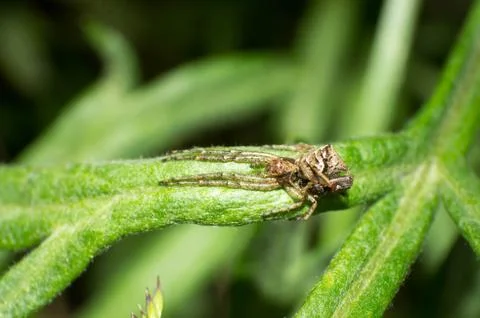 Crab spiders Stock Photos