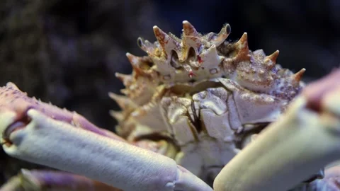 Crab with spiky shell and large claws moves slowly through underwater habitat, Stock Footage 335088660