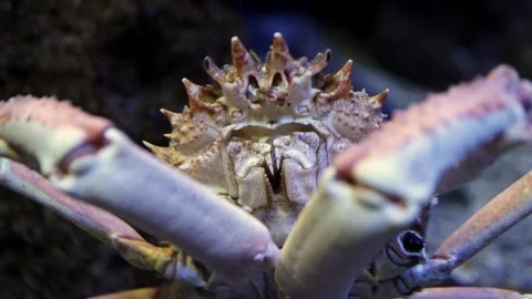 Crab with spiky shell and large claws moves forward in an aquarium, showcasing Video stock 335088682