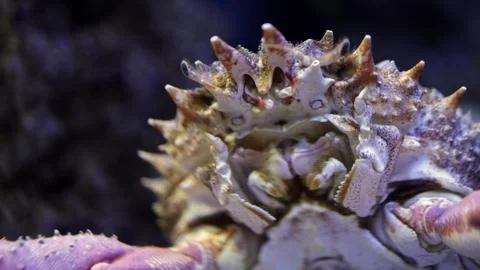 Crab with spiky shell moves across the sandy ocean floor, showcasing its claws Video stock 335088702