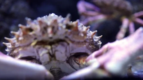 Crab with spiny shell moves across rocky aquarium floor, showcasing its claws Video stock 335088747