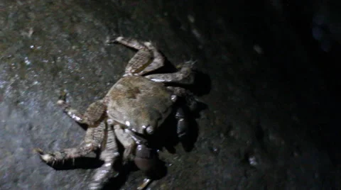 cigarette crab Crab with square head finds cigarette butt on beach
