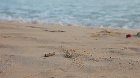 Crab with stick on beach Video stock 64798662