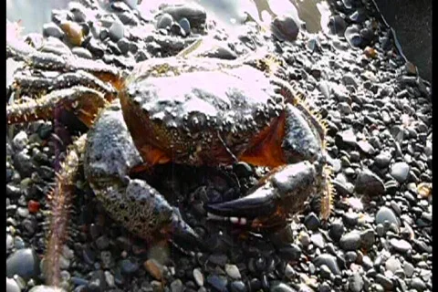 Crab in the stone beach Stock Footage 760948