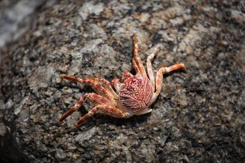 Crab on the stone on the beach Stock Photos