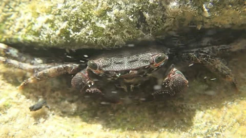 Crab in stone crack Stock Footage 111766626
