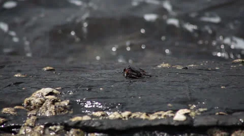 Crab on stone Stock Footage 26378853