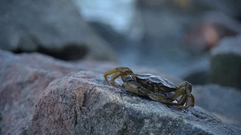 Crab on the stone Stock Footage 93776550