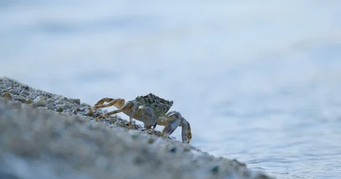 Crab on stone Stock Footage 121084188