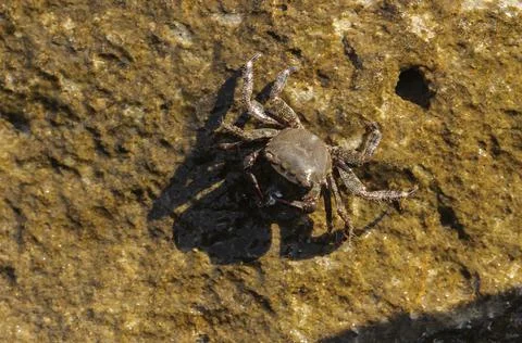 Crab on a stone Stock Photos
