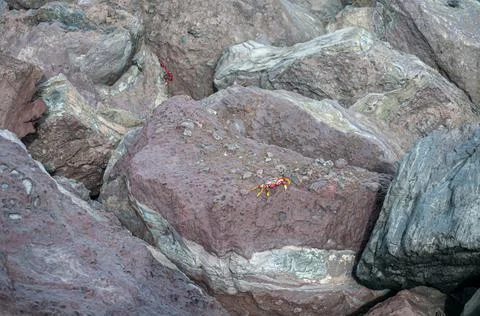 Crab sunbathing on the volcanic rocks Stock Photos