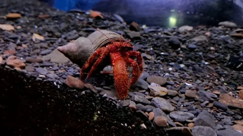 Crab in a swirling shell in an aquarium Stock Footage 157410434