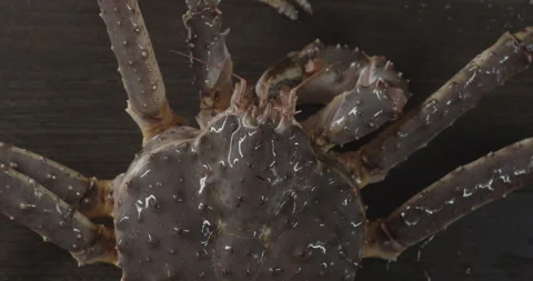 The crab is on the table Stock Footage 146385935
