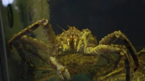 A crab on a table Stock Footage 155355293