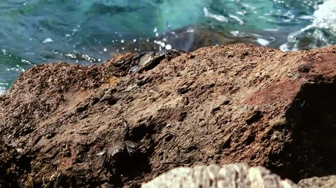 Crab taking sunbath. Stock-Footage 58802563