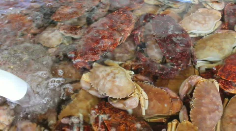 Crab Tank Stock Footage 664351