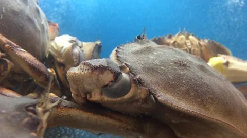 Crab in Tank Stock Footage 58907393