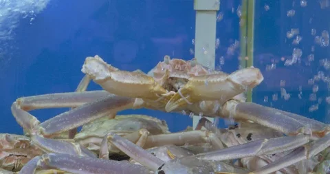 Crab in a tank Stock Footage 126950524