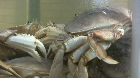 Crab tank in restaurant Video stock 352121