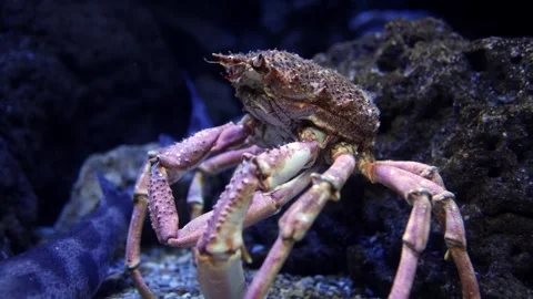 Crab with textured shell and long legs moves slowly across the sandy ocean Stock Footage 335088710