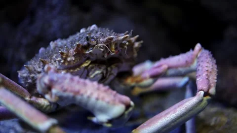 Crab with textured shell and prominent claws moves across rocky substrate in Video stock 335088706