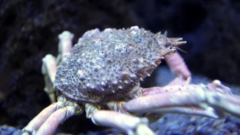 Crab with textured shell moves across the sandy ocean floor, showcasing its legs Stock Footage 335088657