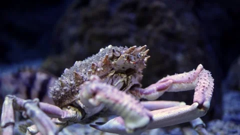 Crab with textured shell moves across rocky aquarium floor, showcasing its claws Video stock 335088678