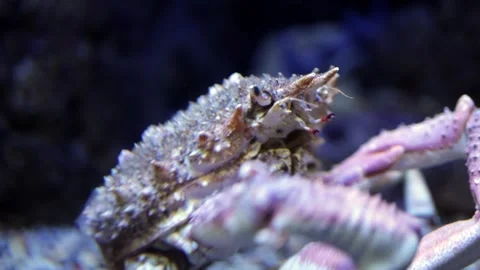 Crab with textured shell moves through aquatic environment, showcasing claws and Video stock 335088630