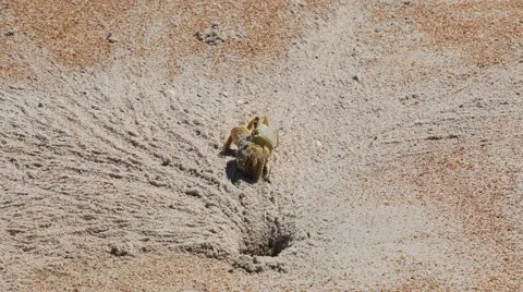 Crab thowing sand on beach 1 Video stock 44620005