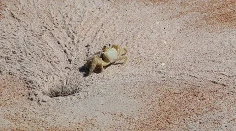 Crab thowing sand on beach 2 Video stock 44620086